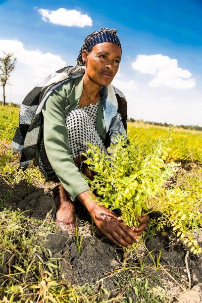 Addis Ababa, Ethiopia - January 30 2014: African Female Chickpea farmer harvesting crops in fields outside Addis Ababa city in Ethiopia