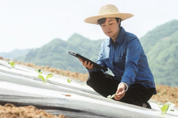 a farmer checking the health of small plants
