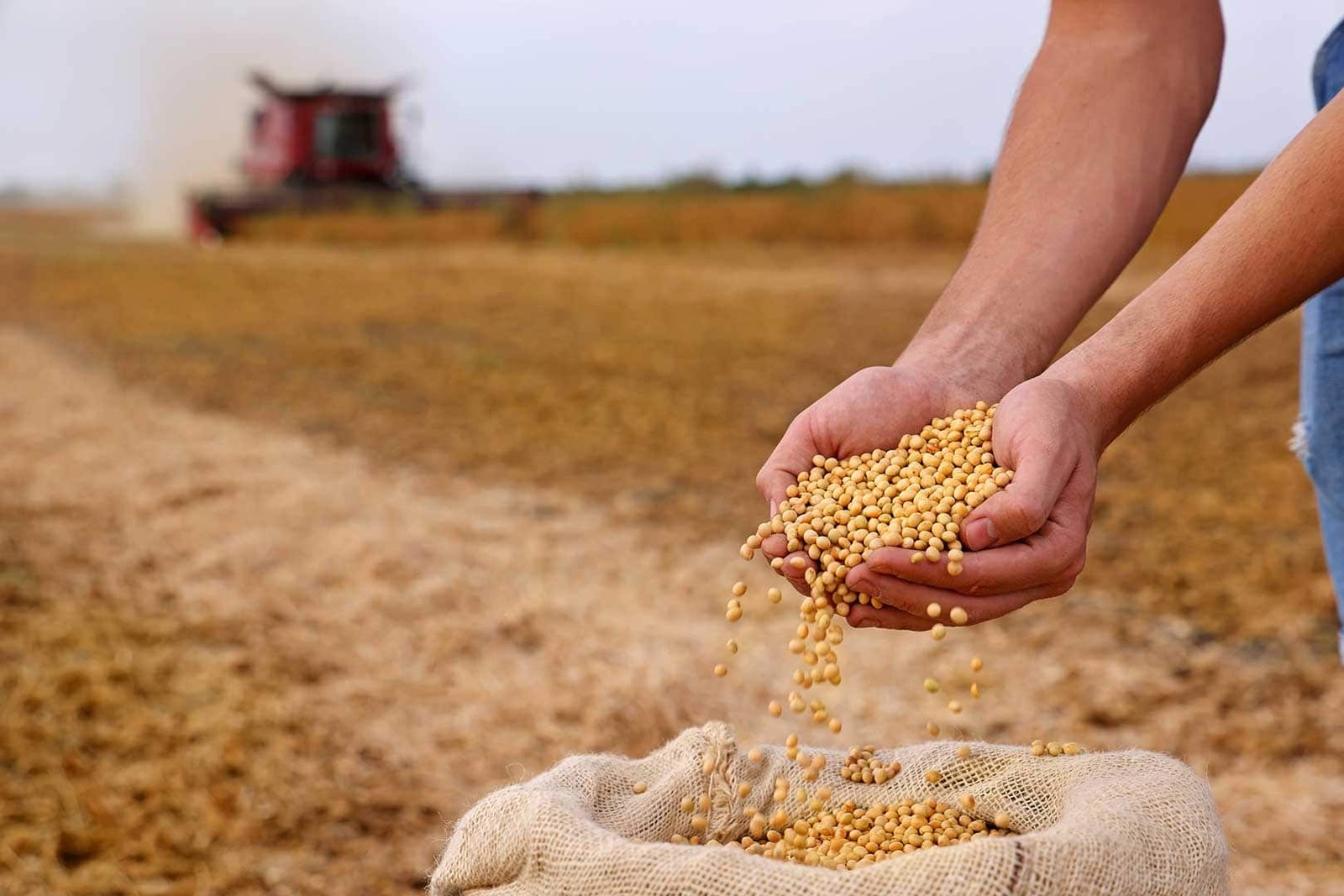 person holding harvested grains