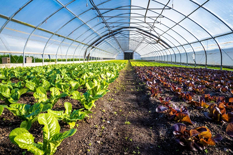 greenhouse with lettuce planted