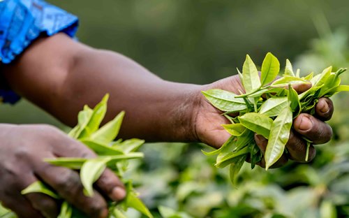 rwanda-tea-3